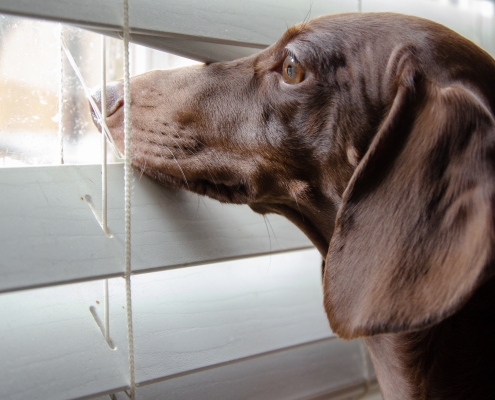 dog window blinds