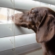 dog window blinds